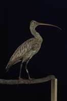 藏品(大杓鷸)的圖片